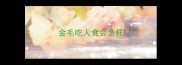金毛吃人食会怎样