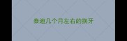 泰迪几个月左右的换牙