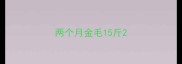 两个月金毛15斤