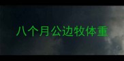 八个月公边牧体重