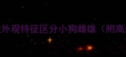 如何通过外观特征区分小狗雌雄附高清图解