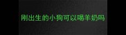 刚出生的小狗可以喝羊奶吗