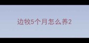 边牧5个月怎么养