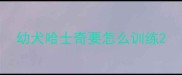 幼犬哈士奇要怎么训练