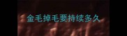 金毛掉毛要持续多久