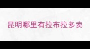 昆明哪里有拉布拉多卖