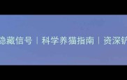 猫咪爱你的5个隐藏信号科学养猫指南资深铲屎官掏心窝分享