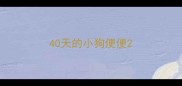 40天的小狗便便