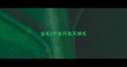 金毛2个多月每天掉毛