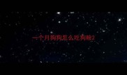一个月狗狗怎么吃狗粮