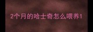 2个月的哈士奇怎么喂养