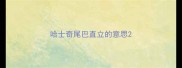 哈士奇尾巴直立的意思