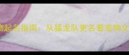 哈士奇宠物起名指南从猛龙队更名看宠物文化新趋势