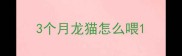 3个月龙猫怎么喂