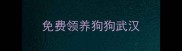 免费领养狗狗武汉
