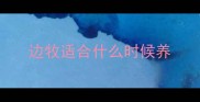边牧适合什么时候养