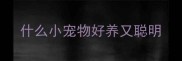 什么小宠物好养又聪明
