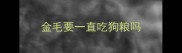 金毛要一直吃狗粮吗