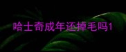 哈士奇成年还掉毛吗