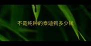 不是纯种的泰迪狗多少钱
