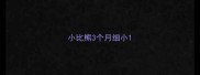 小比熊3个月细小