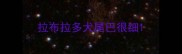 拉布拉多犬尾巴很细