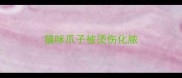 猫咪爪子被烫伤化脓