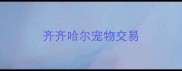 齐齐哈尔宠物交易