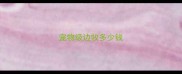 宠物级边牧多少钱