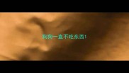 狗狗一直不吃东西