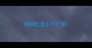 狗狗肛温多少正常
