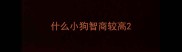 什么小狗智商较高