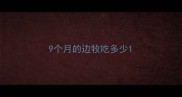 9个月的边牧吃多少