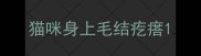 猫咪身上毛结疙瘩