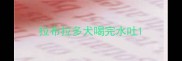 拉布拉多犬喝完水吐