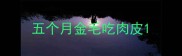 五个月金毛吃肉皮