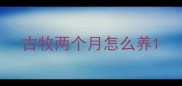 古牧两个月怎么养