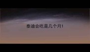 泰迪会吃是几个月