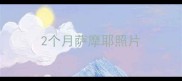 2个月萨摩耶照片