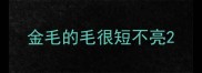 金毛的毛很短不亮