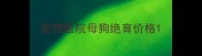 宠物医院母狗绝育价格