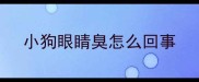小狗眼睛臭怎么回事