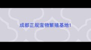 成都正规宠物繁殖基地