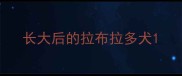 长大后的拉布拉多犬