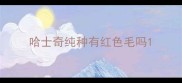 哈士奇纯种有红色毛吗
