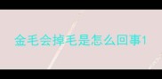 金毛会掉毛是怎么回事