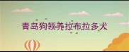青岛狗领养拉布拉多犬