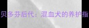 拉布拉多贝多芬后代混血犬的养护指南与品种