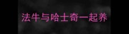 法牛与哈士奇一起养