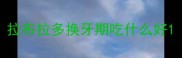 拉布拉多换牙期吃什么好